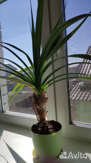 Пальма панданус (винтовое дерево)