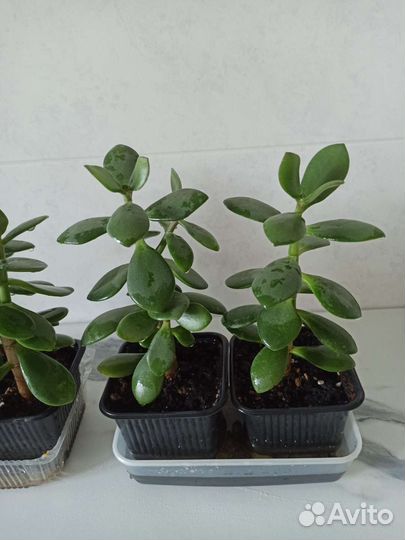 Денежное дерево (толстянка крассула)