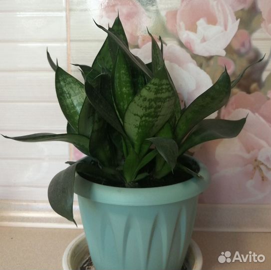 Сансевиерия ханни