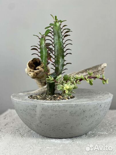 Интерьерные и сезонные композиции