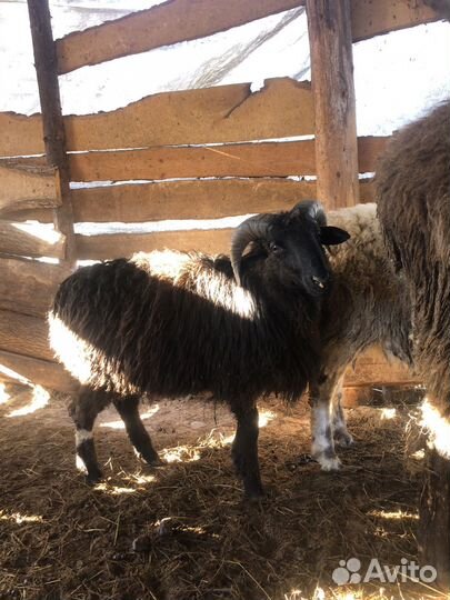 Овцы бараны ягнята