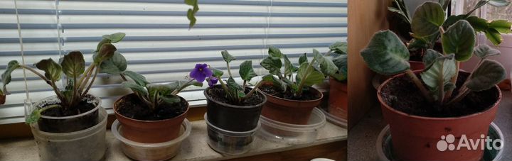 Фиалка сенполия