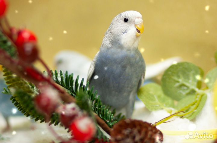 Красивые волнистые попугайчики