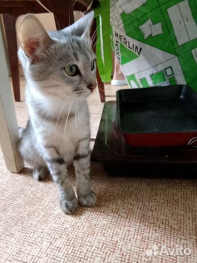 Кошка в дар