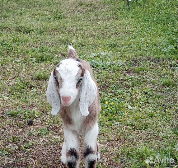 Нубийские козлята