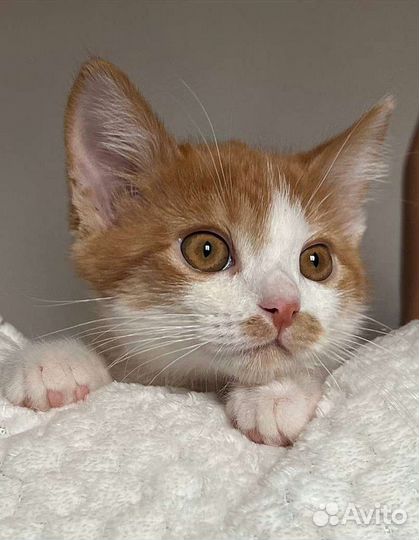 Мальчик 2,5 мес