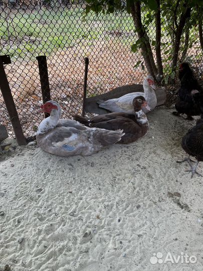 Мускусные утки тяжелые линии