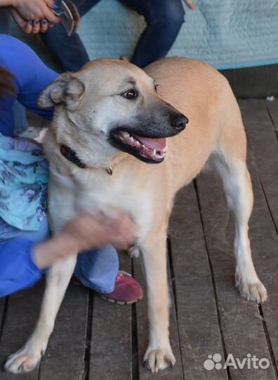 Отдаю в добрые руки рыжую собаку Дусю