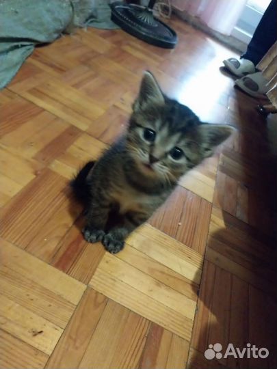Кошка
