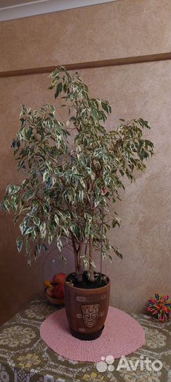 Фикус бенджамина