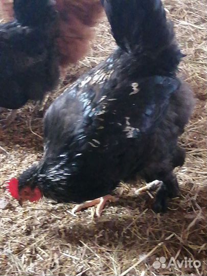 Петух брама