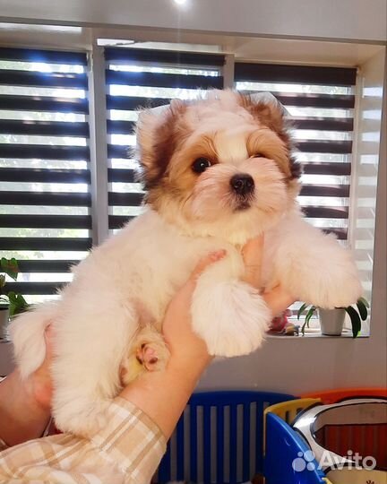 Бивер Йорк (Бело Красный Мальчик )