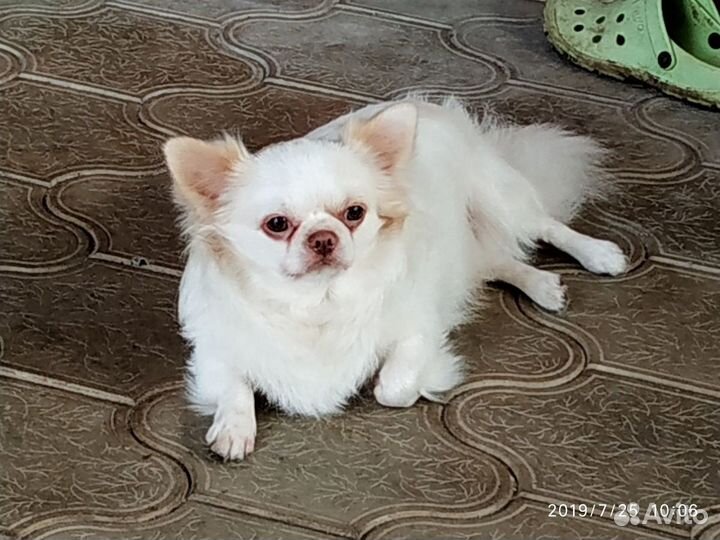 Чихуахуа вязка бесплатно