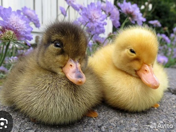 Утята, индийский бегунок, агидель