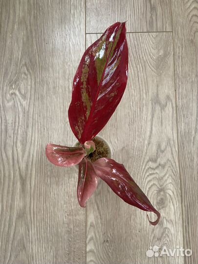 Аглаонема крит флейм