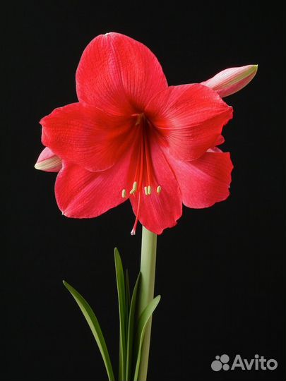 Амариллис
