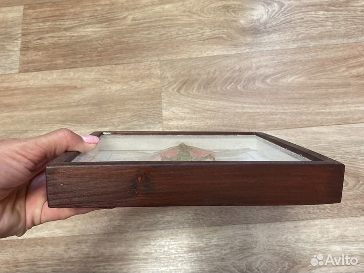 Кузнечик розовый в раме