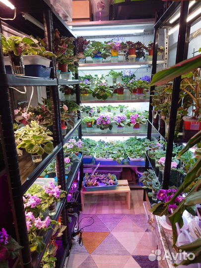 Сортовые фиалки