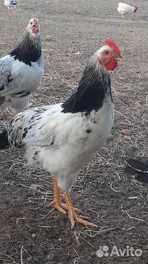 Петухи 4 месяца