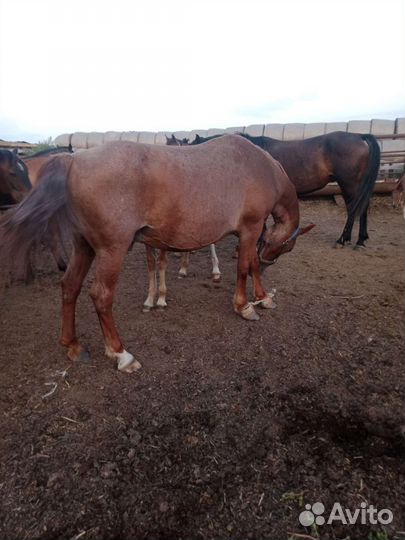 Кобыла с жеребенком