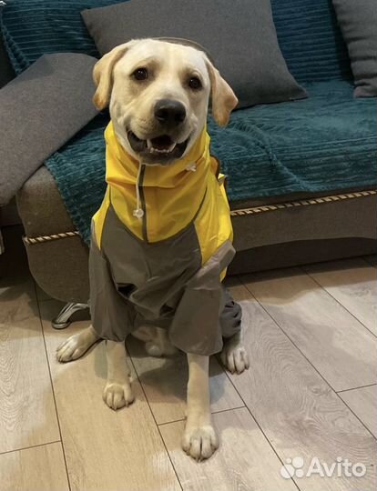Дождевик для собаки крупных пород