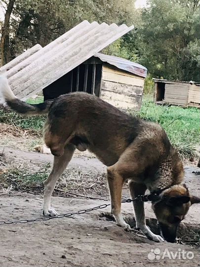 Собака в добрые руки