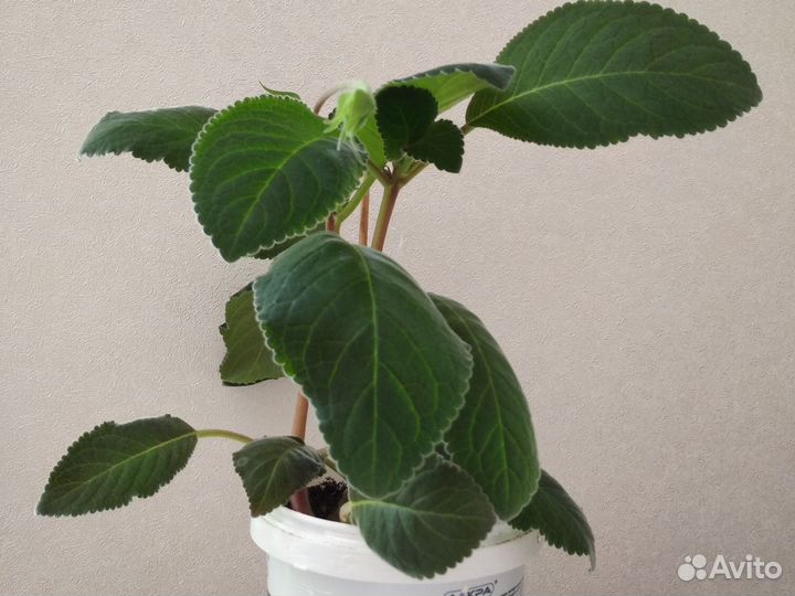 Тидея (глоксиния)