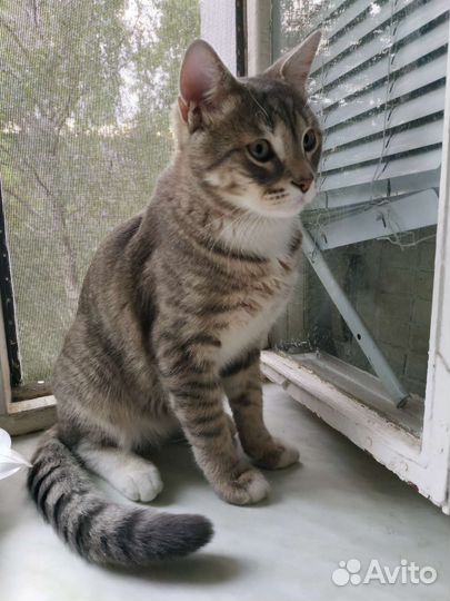 Котик бесплатно