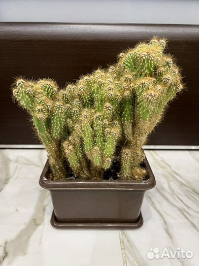 Кактусы, алоэ