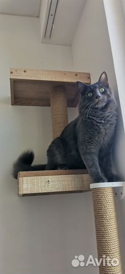 Котик Моррис молодой кот