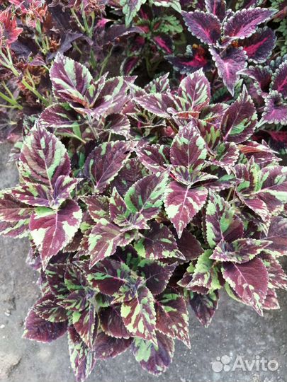 Колеус гибридный сортовой