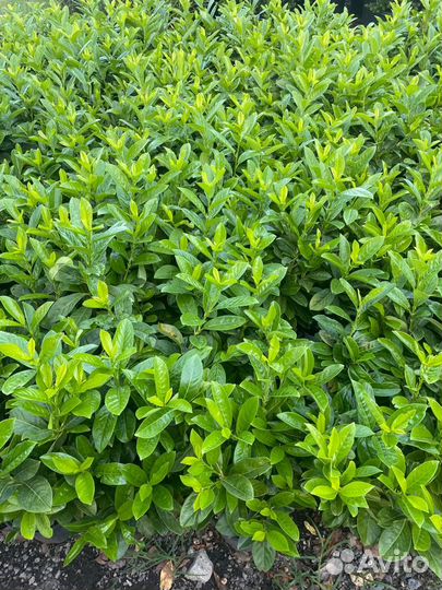 Чернозем,Навоз Крс,Перегной лежалый,Земля,от тонны