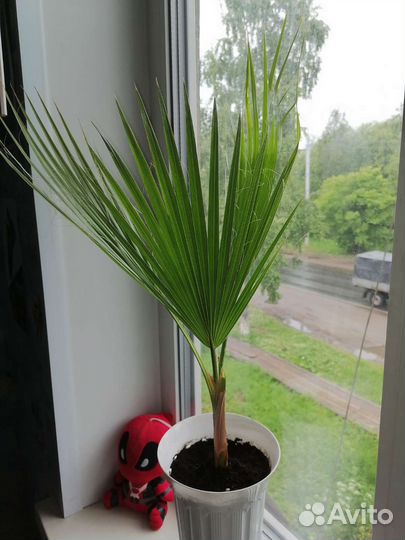 Пальма Вашингтония