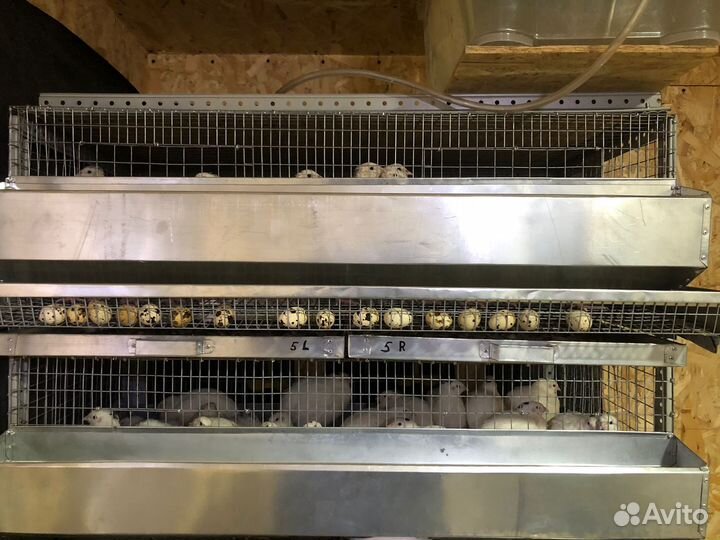 Перепелки несушки