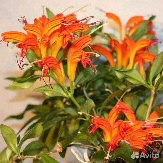 Эсхинантус (перо жар птицы)