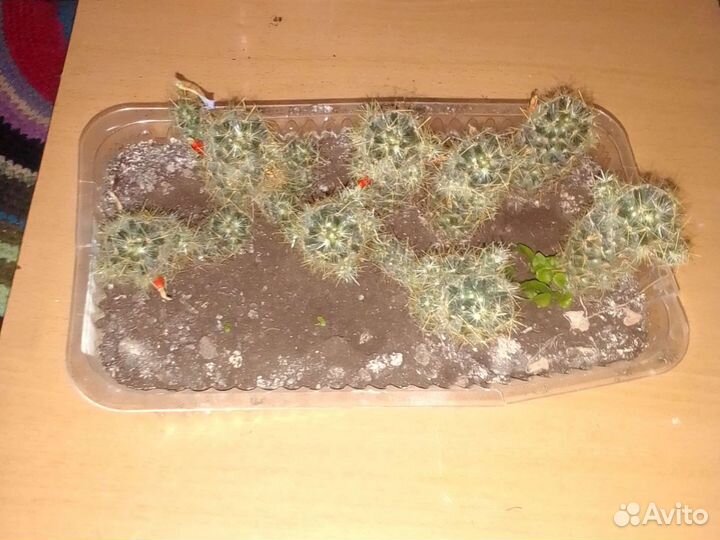 Комнатные кактус