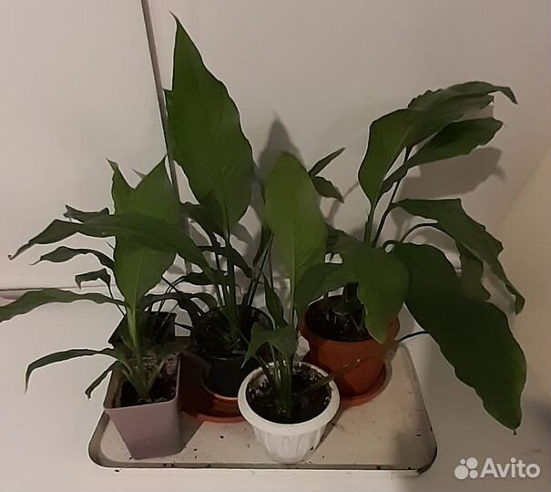 Спатифиллум