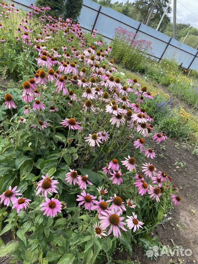 Питомник декоративных растений