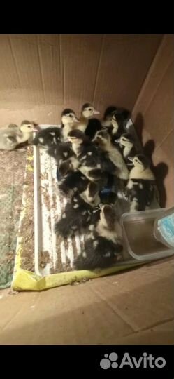 Инкубатор для яиц