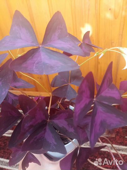 Кислица бабочка