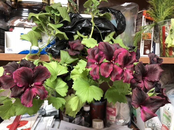 Пеларгония герань