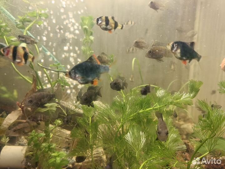 Аквариумные рыбки