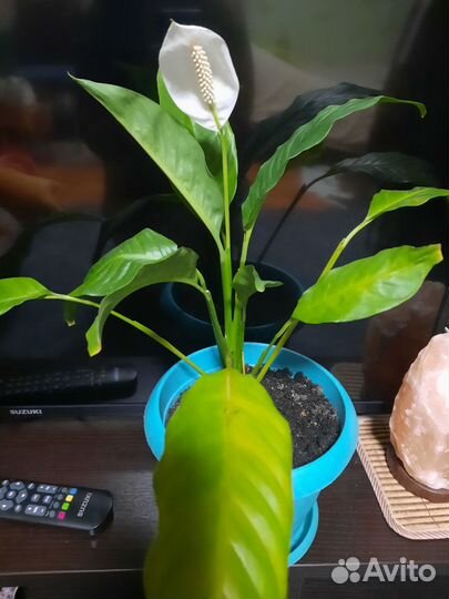 Цветок женское счастье