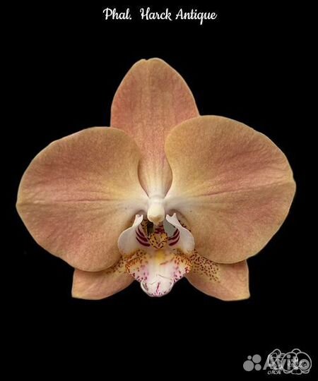 Орхидея Harck Antique