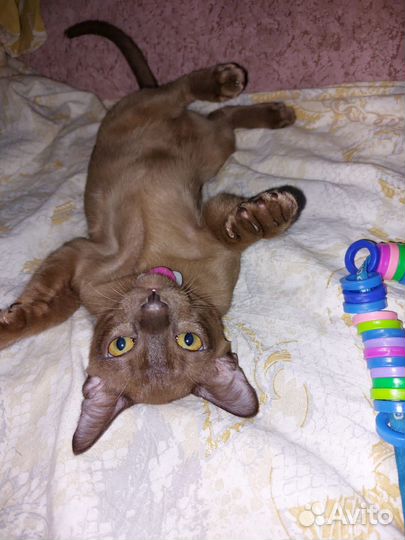 Бурманская