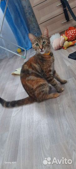 Отдам бесплатно кошку
