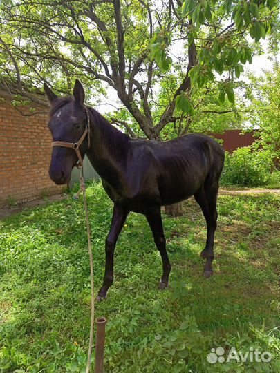 Жеребчик Къ