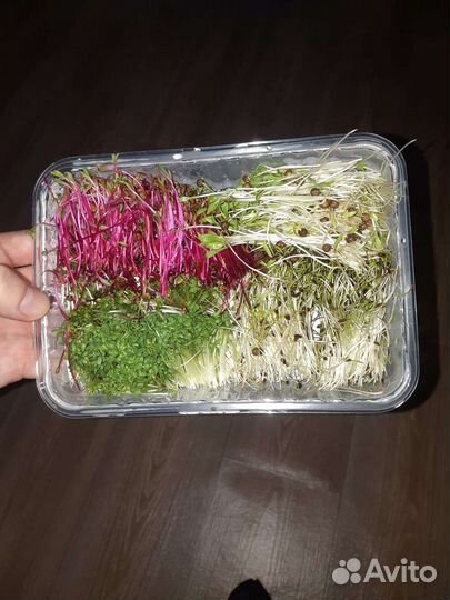 Продажа микрозелени,витграсс,бейби лист