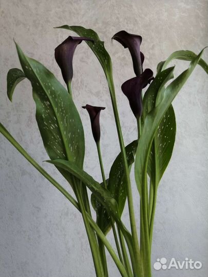 Каллы цветущие