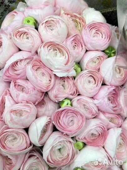 Цветы розы,пионы к майским праздникам Пятигорск